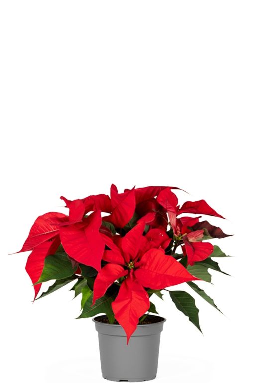 Poinsettia - Kerstster plant - P10.5