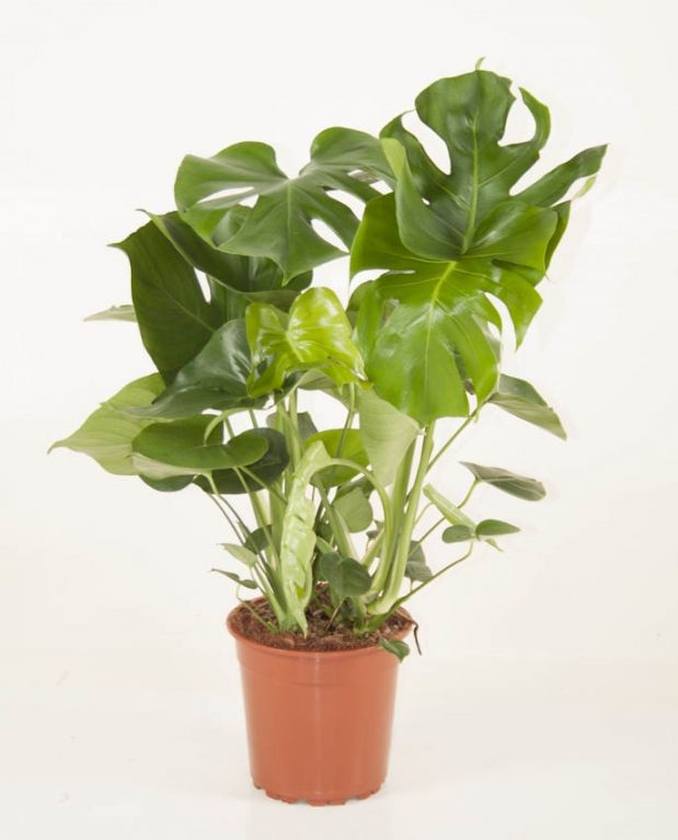 Philodendron deliciosa