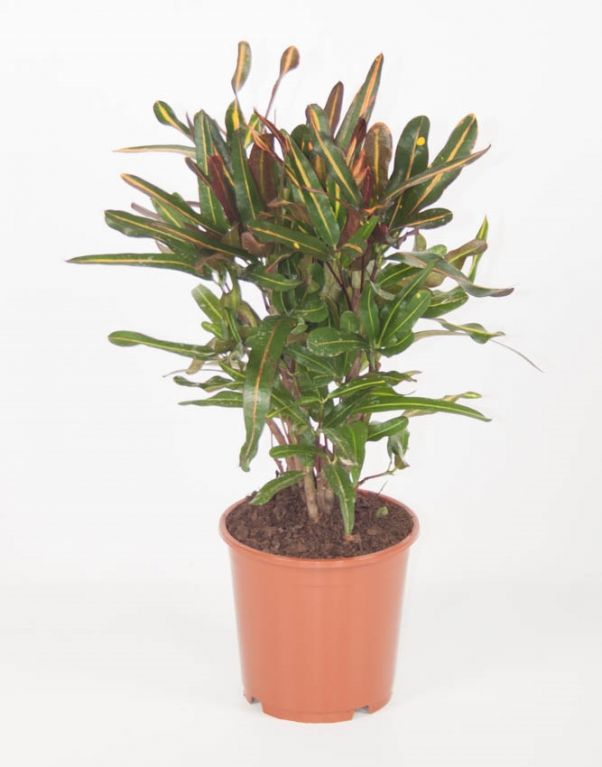Codiaeum variegatum overig
