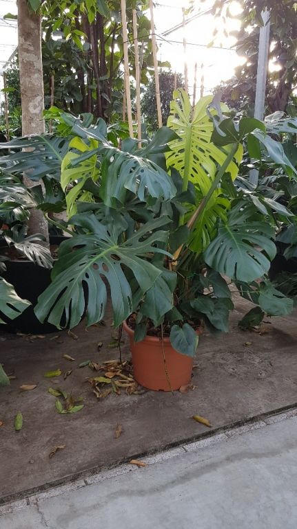 Philodendron deliciosa