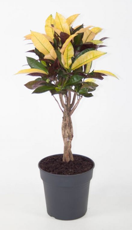 variegatum Mrs.Iceton