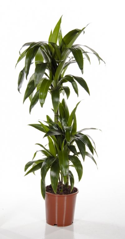 Dracaena Janet