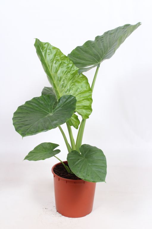 Alocasia macrorrhiza