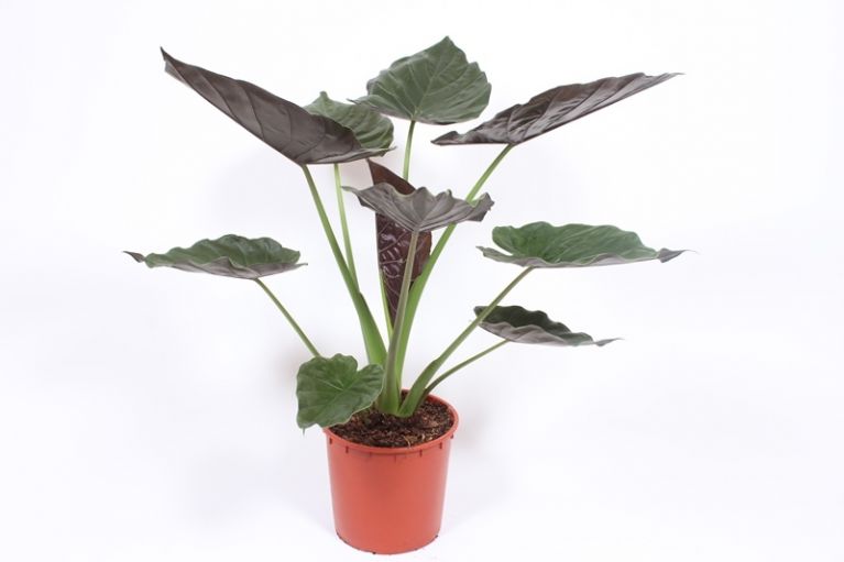 Alocasia Wentii