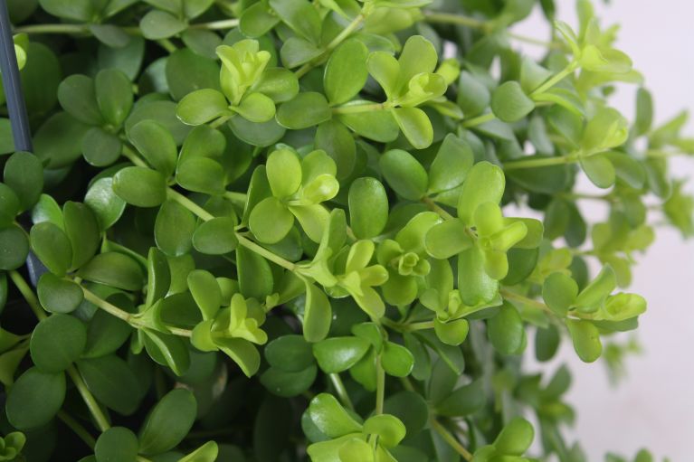 Peperonia Deppeana