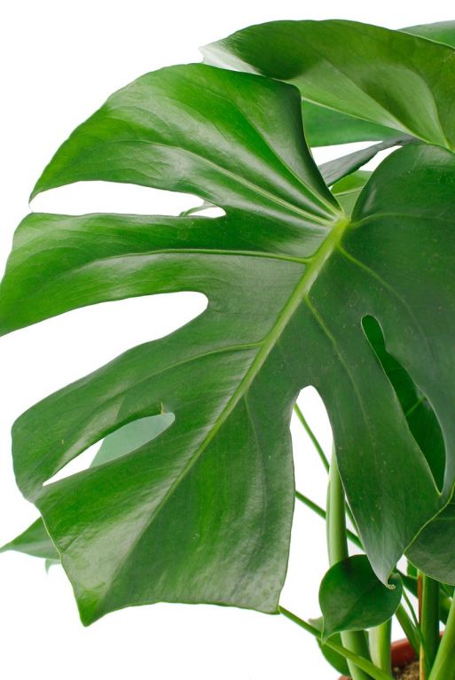 Monstera gatenplant kamerplant blad
