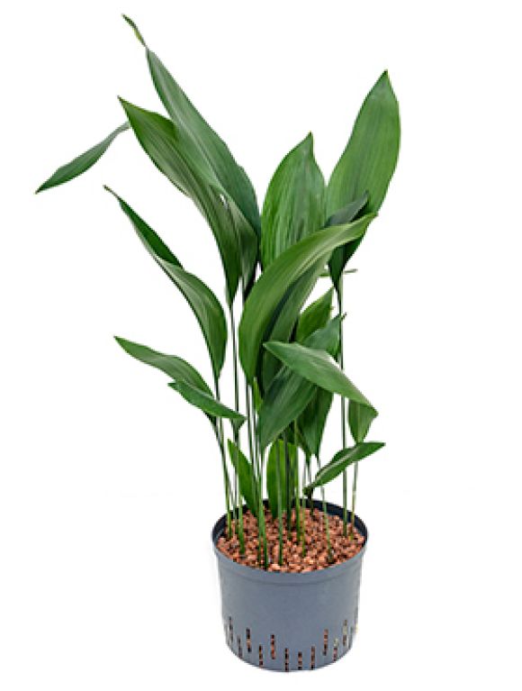 Aspidistra elatior
