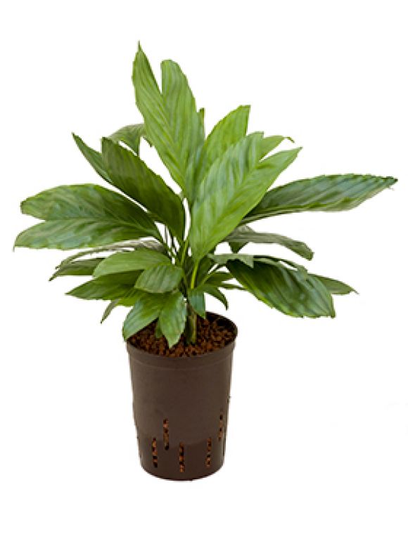 Chamaedorea metalica