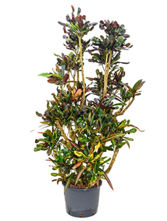 Croton (codiaeum) mamey