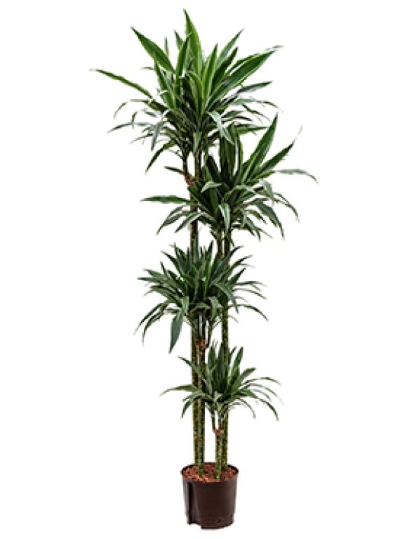 Dracaena deremensis