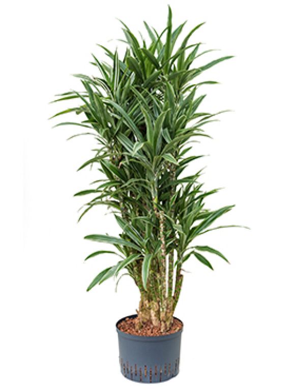 Scindapsus Treubii Dark plant