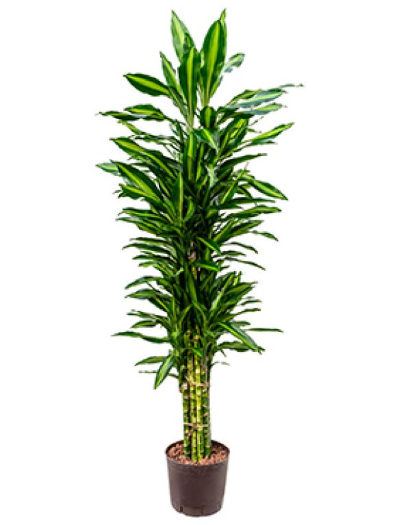 Dracaena cintho