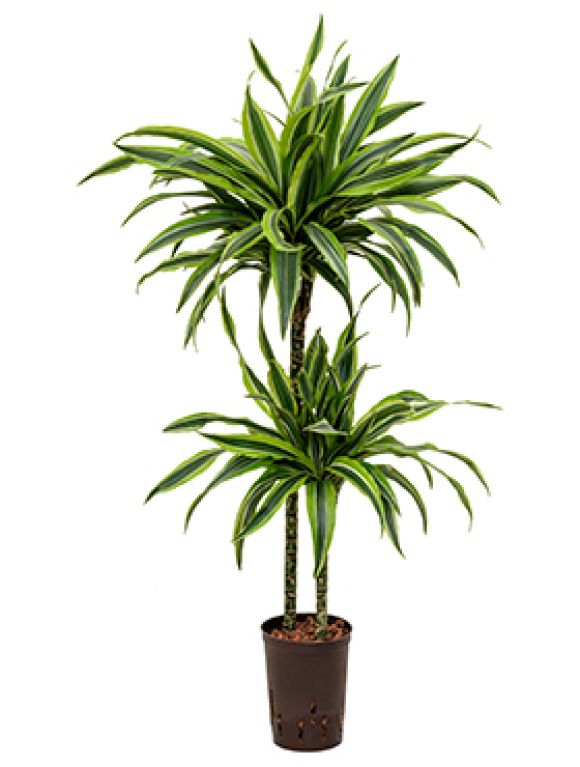 Dracaena lemon lime