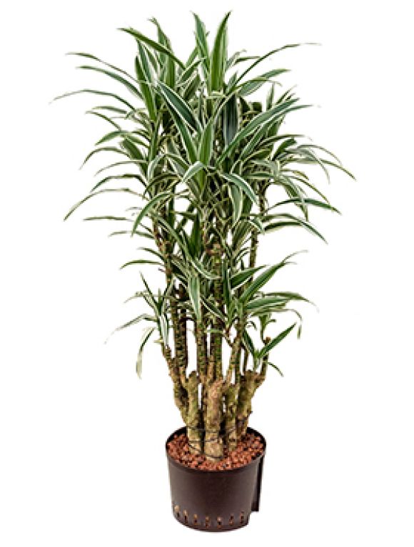Dracaena white stripe