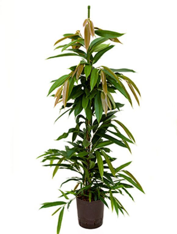 Ficus amstel king