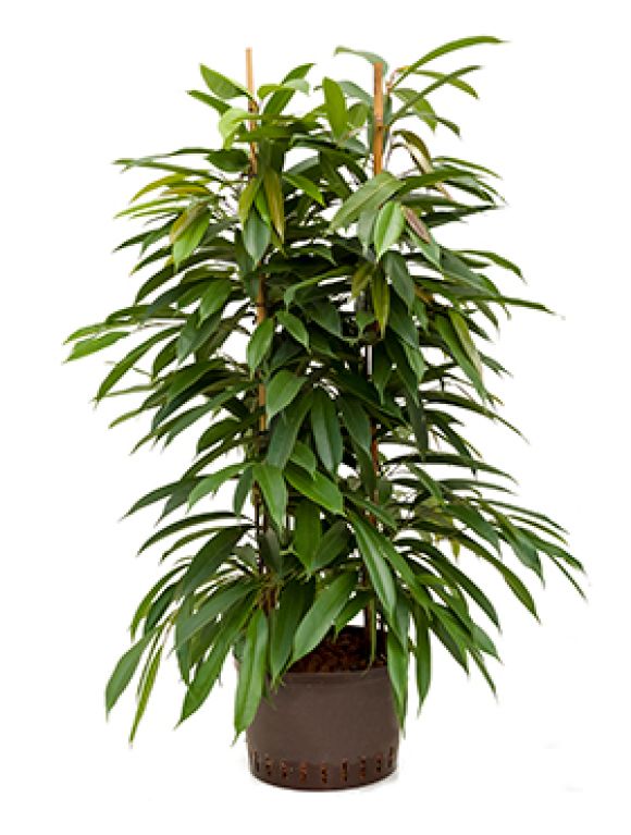 Ficus amstel king