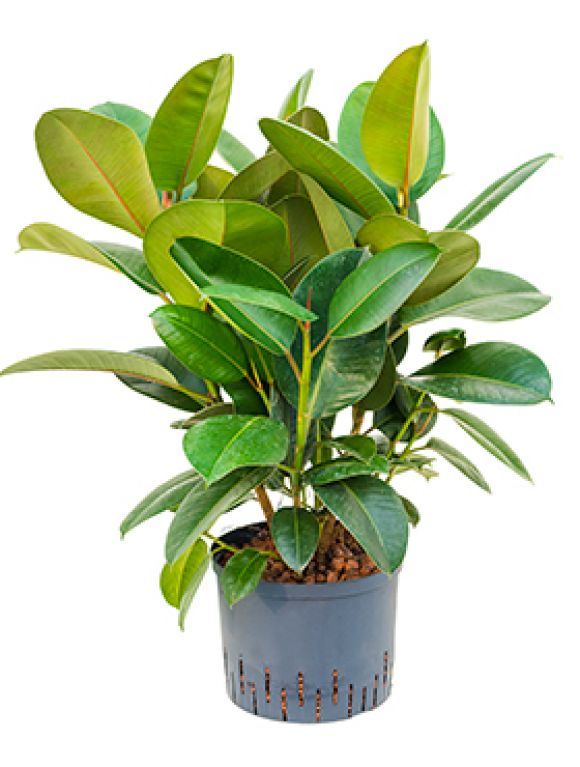 Ficus elastica robusta