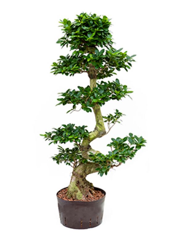 Ficus microcarpa compacta