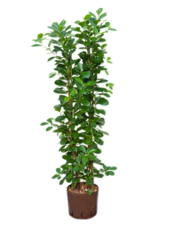 Ficus moclame