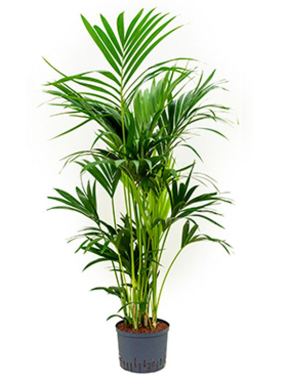 Kentia