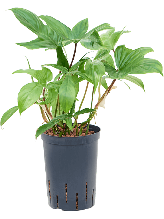 Syngonium Red Spot blad