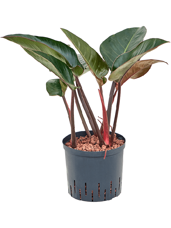 Monstera Siltepecana