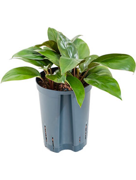 Syngonium Red Spot blad