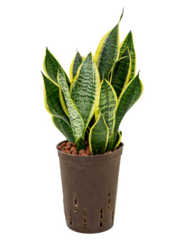 Sansevieria futura superba