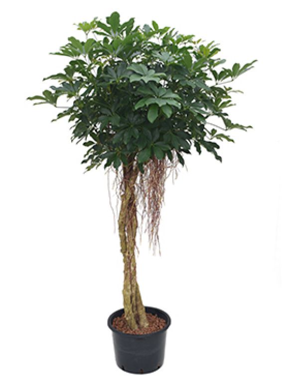 Schefflera arboricola