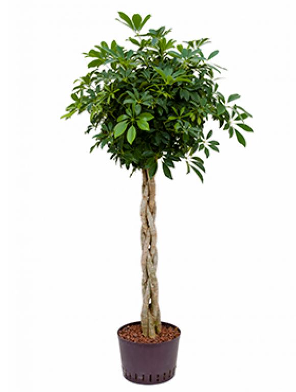 Schefflera arboricola