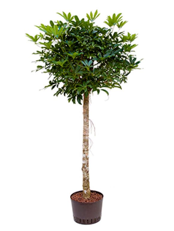 Schefflera arboricola