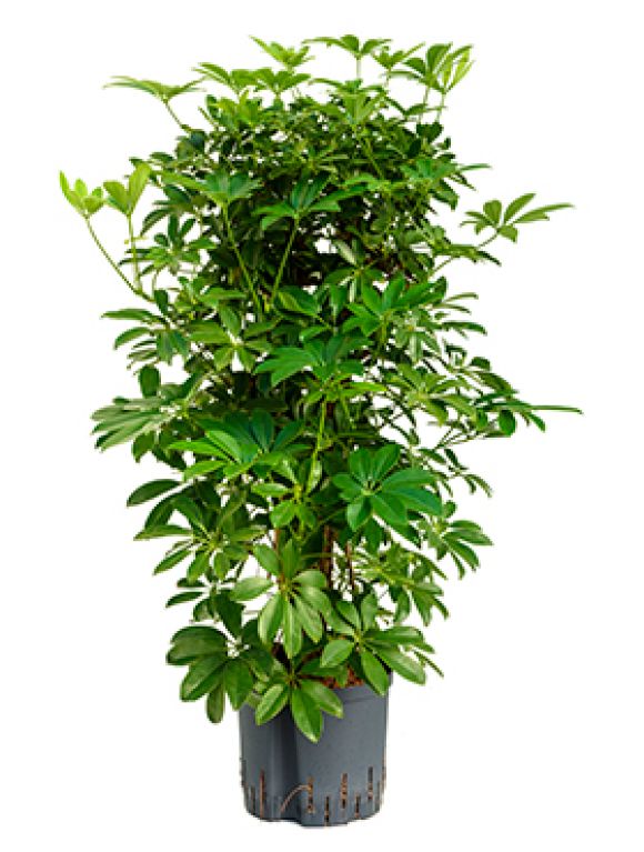 Schefflera arboricola