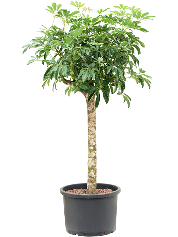 Epipremnum Pinnatum Global Green