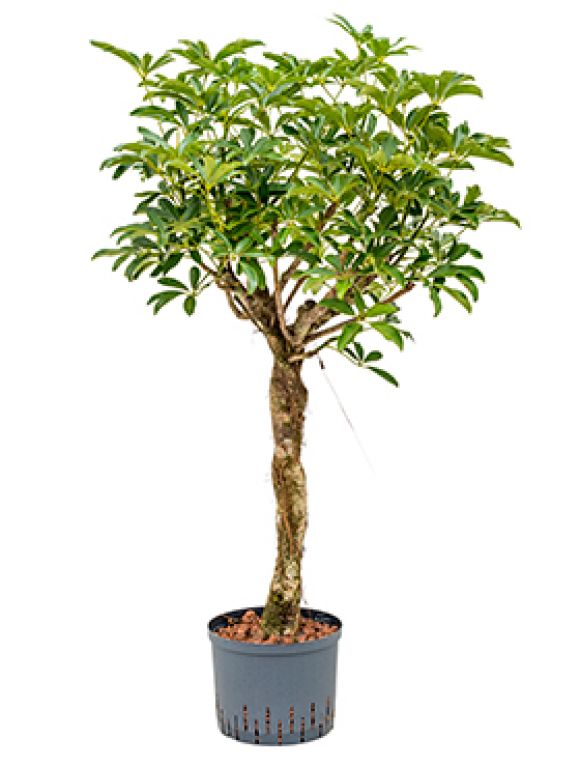Schefflera arboricola