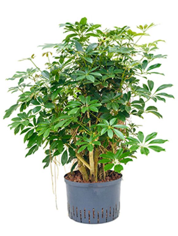 Schefflera arboricola