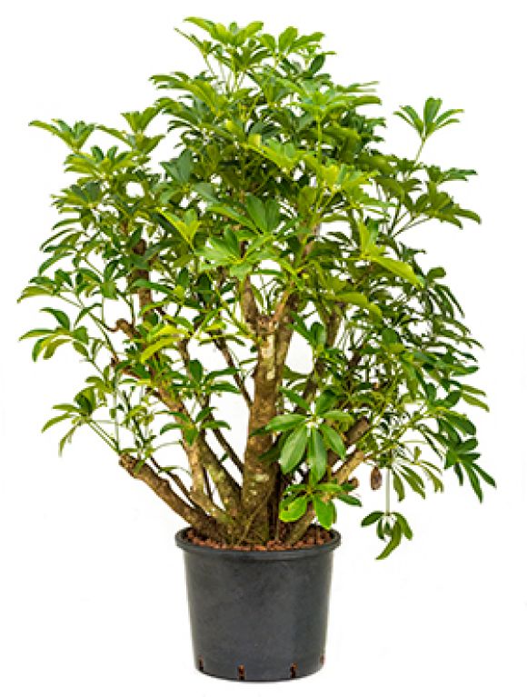 Schefflera arboricola