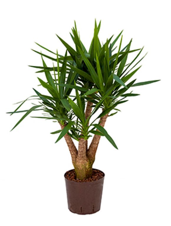 Yucca