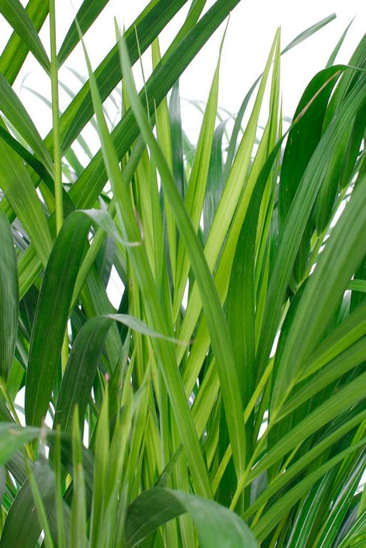 Nieuw blad Areca kamerplant