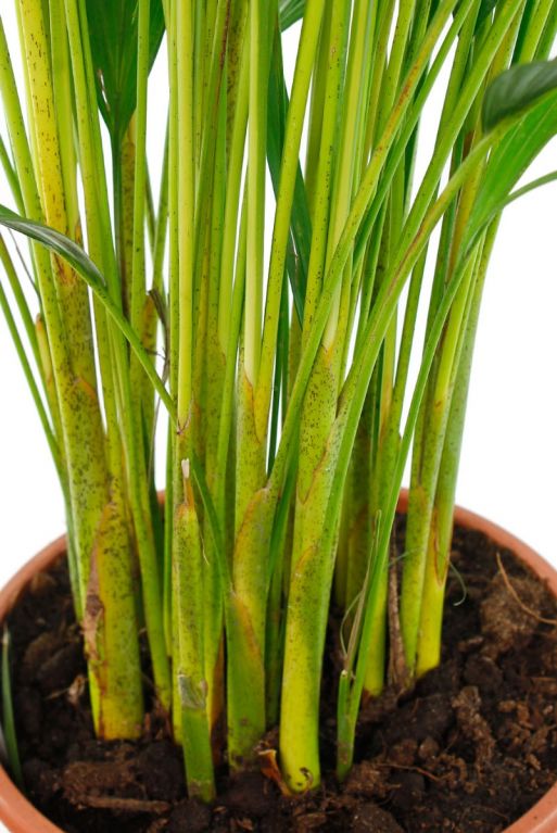 Plant met veel stekken in pot