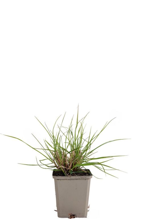 221 peahamel - pennisetum al hameln