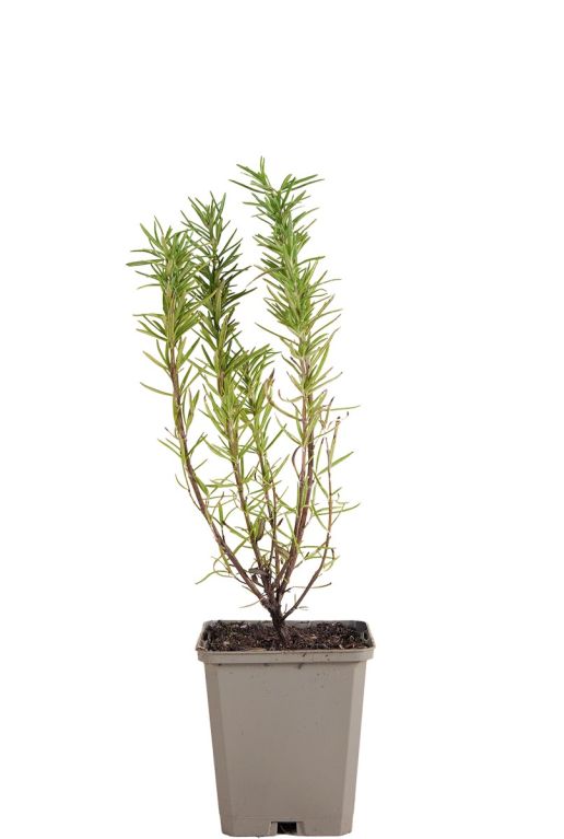 221 rooffici - rosmarinus officinalis
