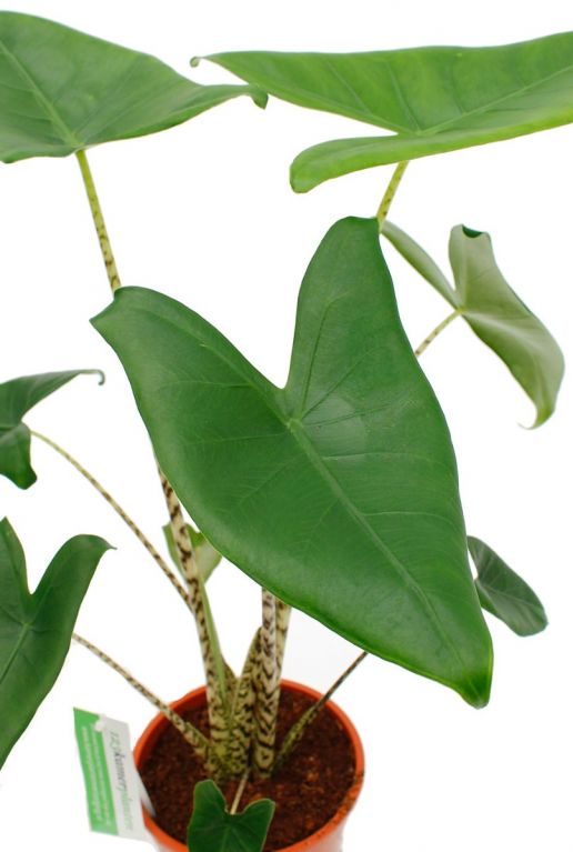 Alocasia Zebrina grote groene bladeren