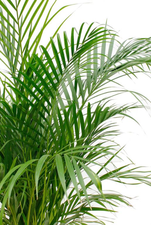 veerachtige groene bladeren Areca palm