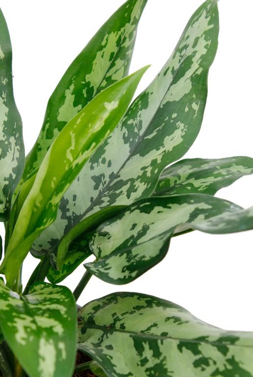 Aglaonema Maria