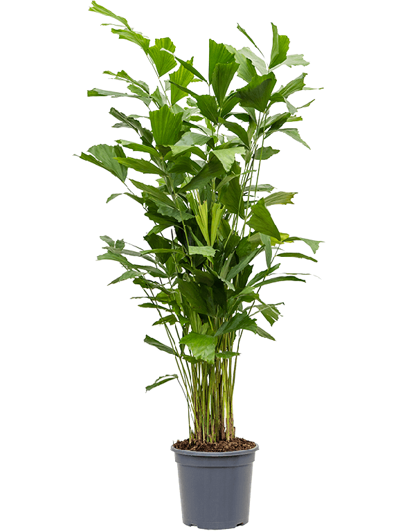 Syngonium Red Spot blad