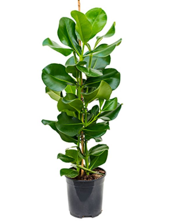 Clusia rosea