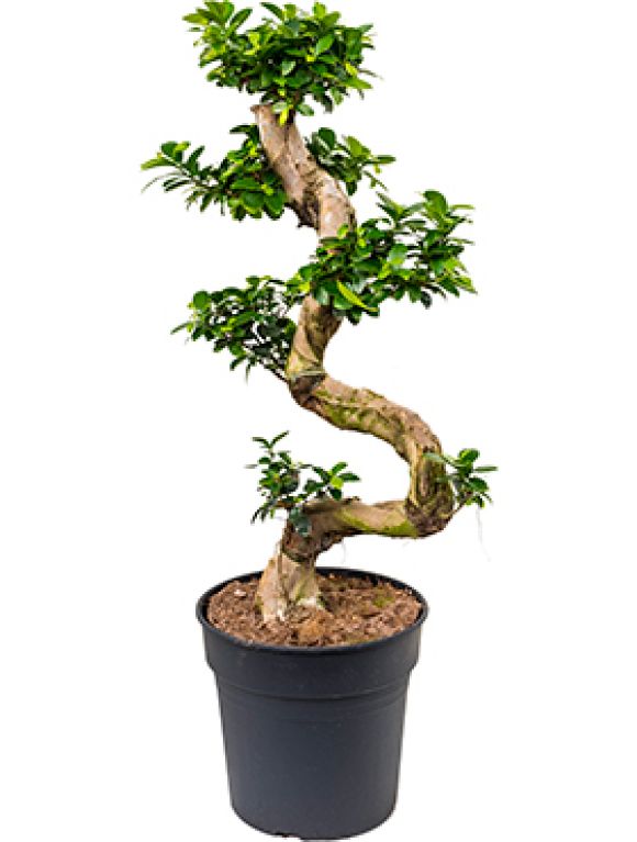 Ficus microcarpa compacta