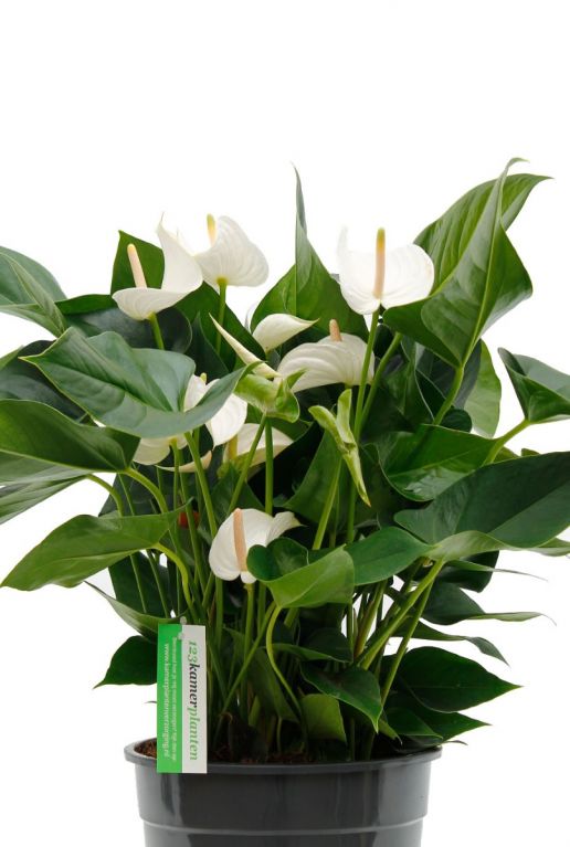 Anthurium met witte bloemen