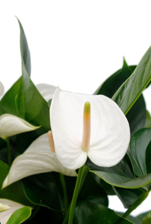 Witte bloem Flamingoplant 