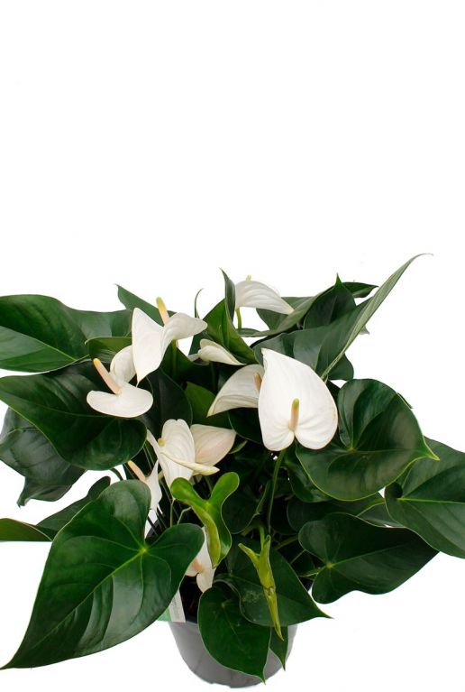 Witte bloemen Anthurium plant